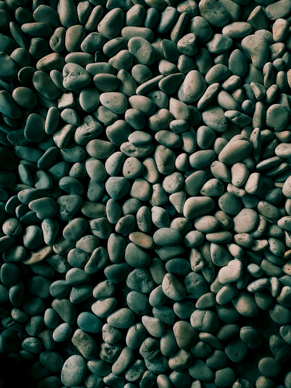 black and white stones on green grass