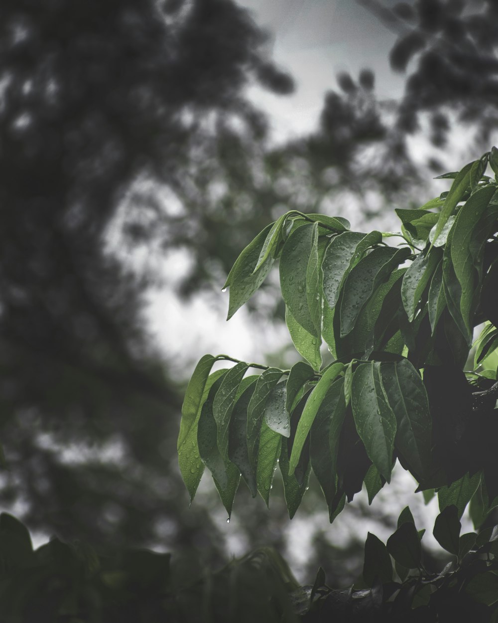 green leaves in tilt shift lens