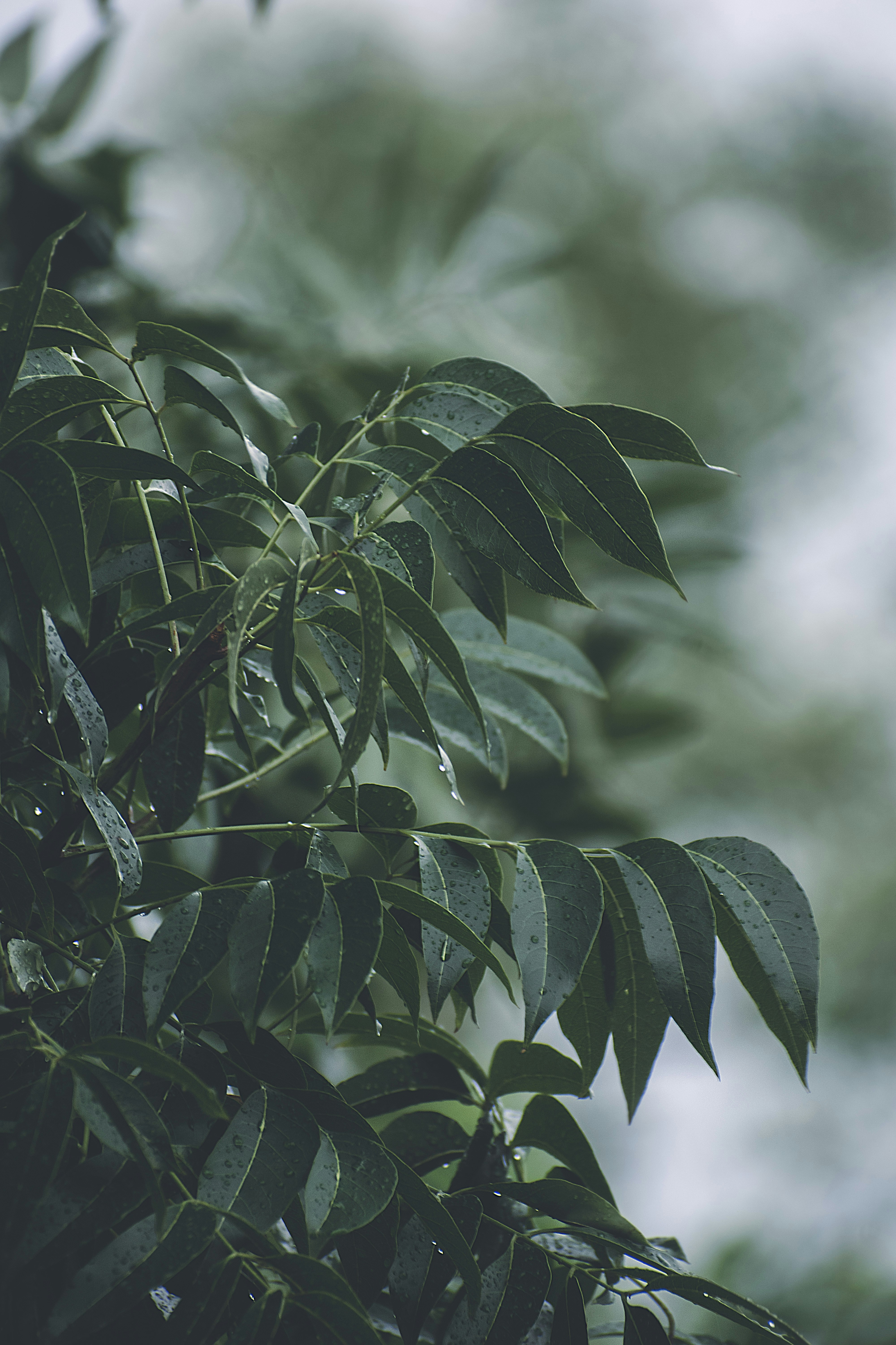 green leaves in tilt shift lens