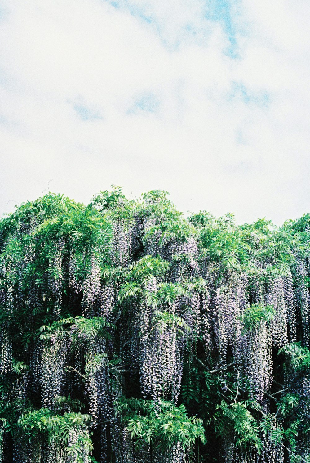 green trees under white sky during daytime