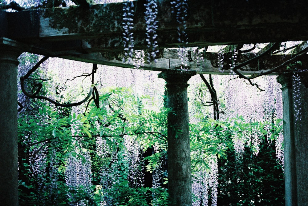 green vine plants on black metal fence