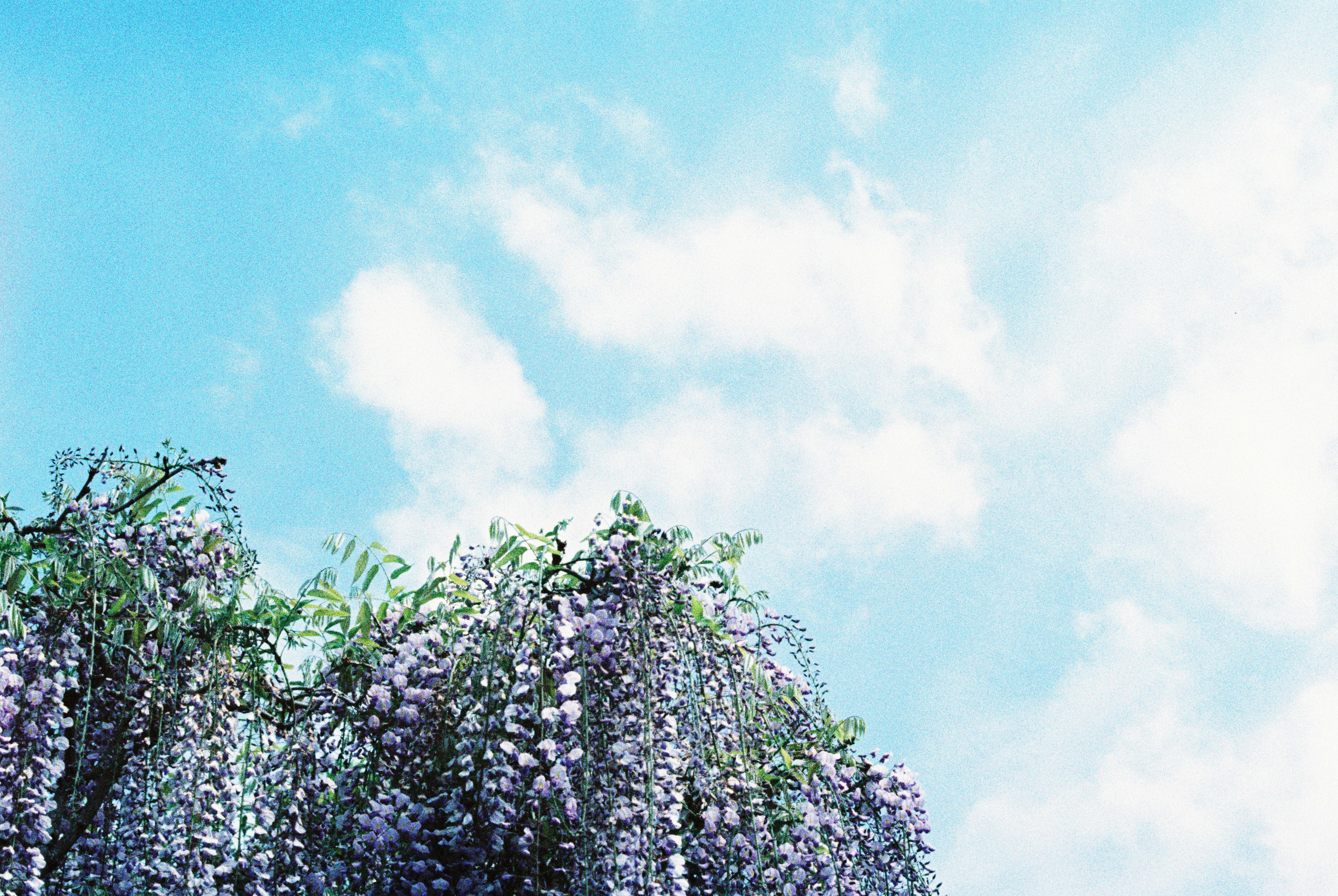 purple flowers under blue sky during daytime