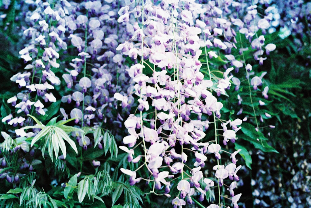 purple flowers with green leaves