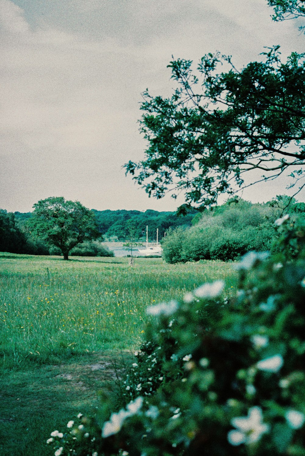 green grass field with trees and houses