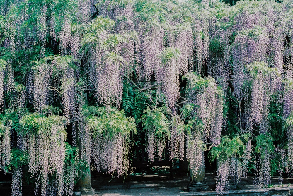 green trees on body of water during daytime