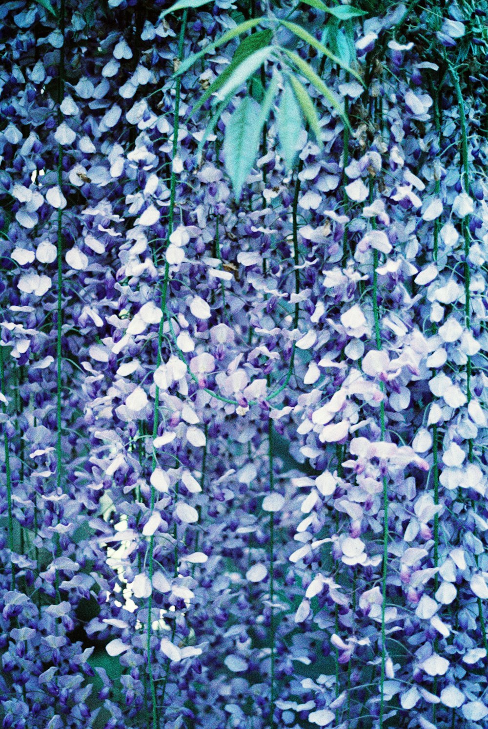 pétalos de flores moradas y blancas