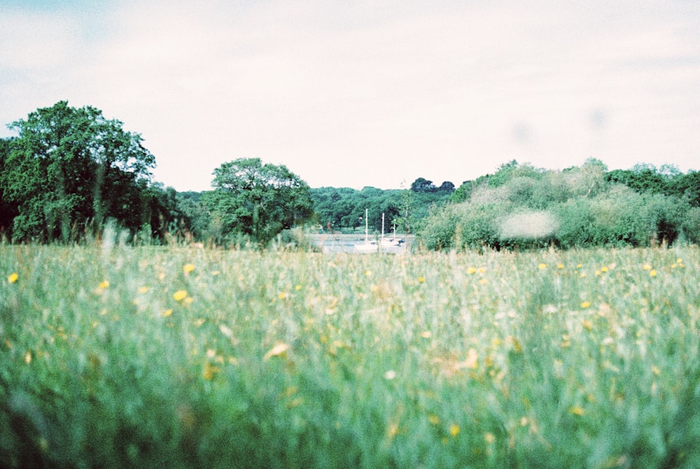 green grass field during daytime