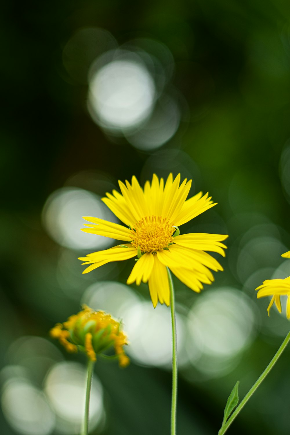 white and yellow flower in tilt shift lens