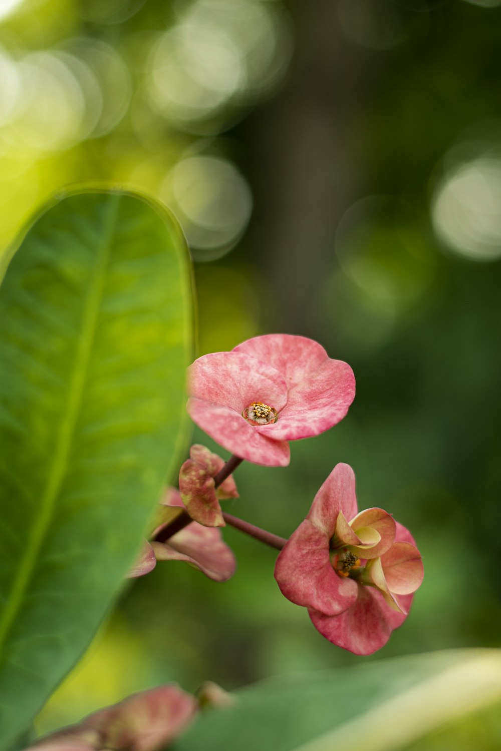 pink flower in tilt shift lens