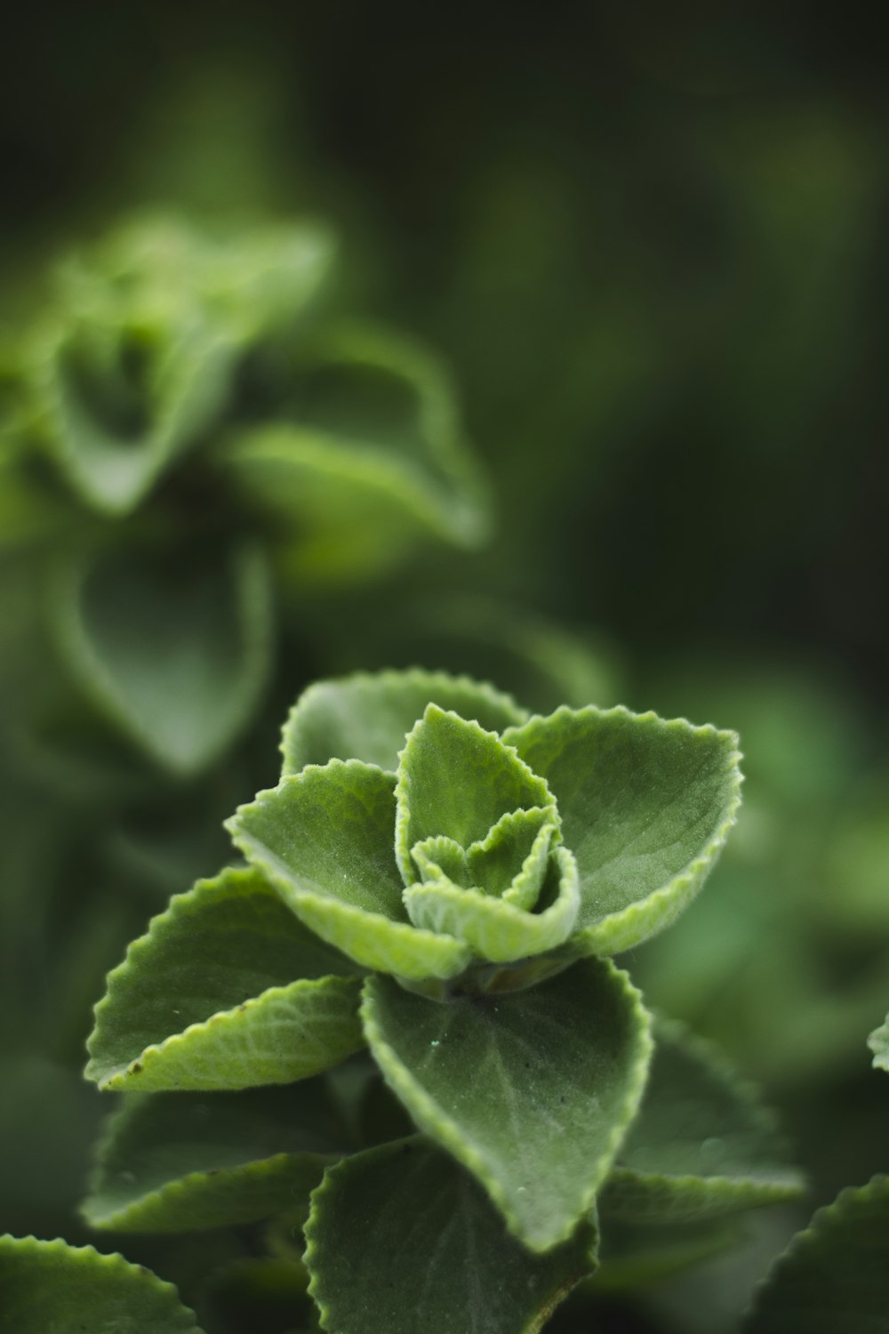 green plant in macro lens