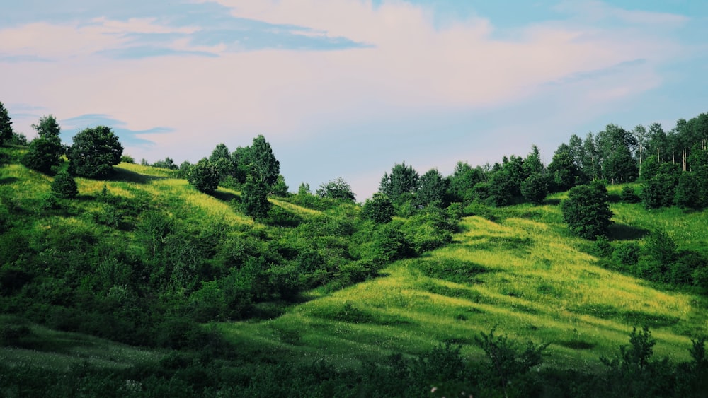 green trees on green grass field under blue sky during daytime