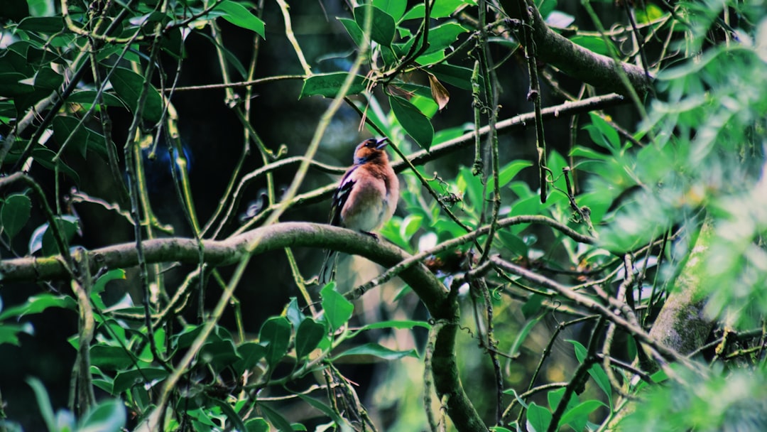 brown and white bird on tree branch during daytime