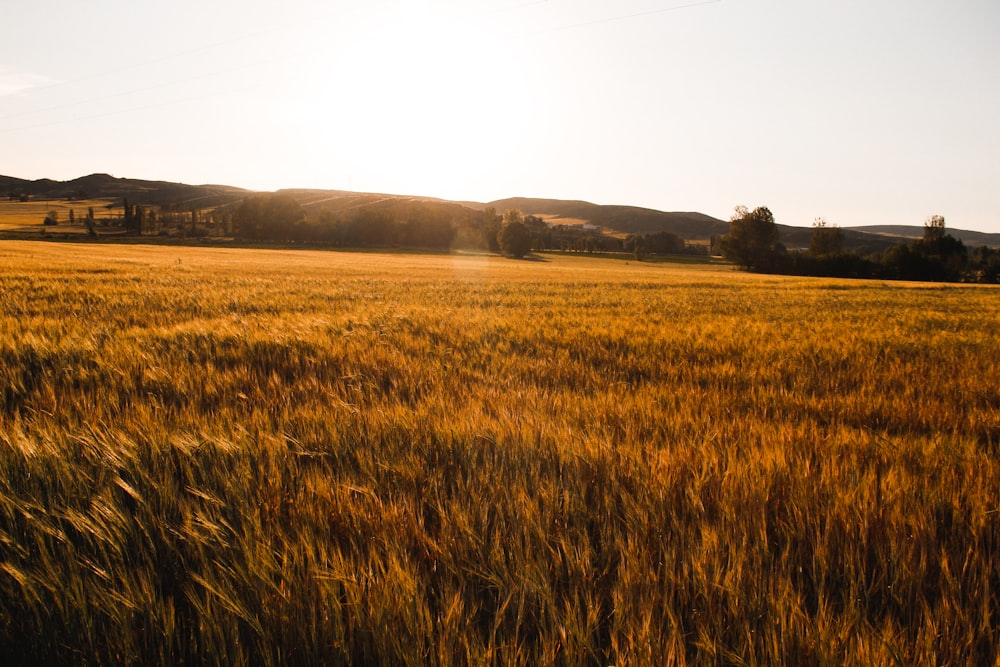 brown grass field during daytime