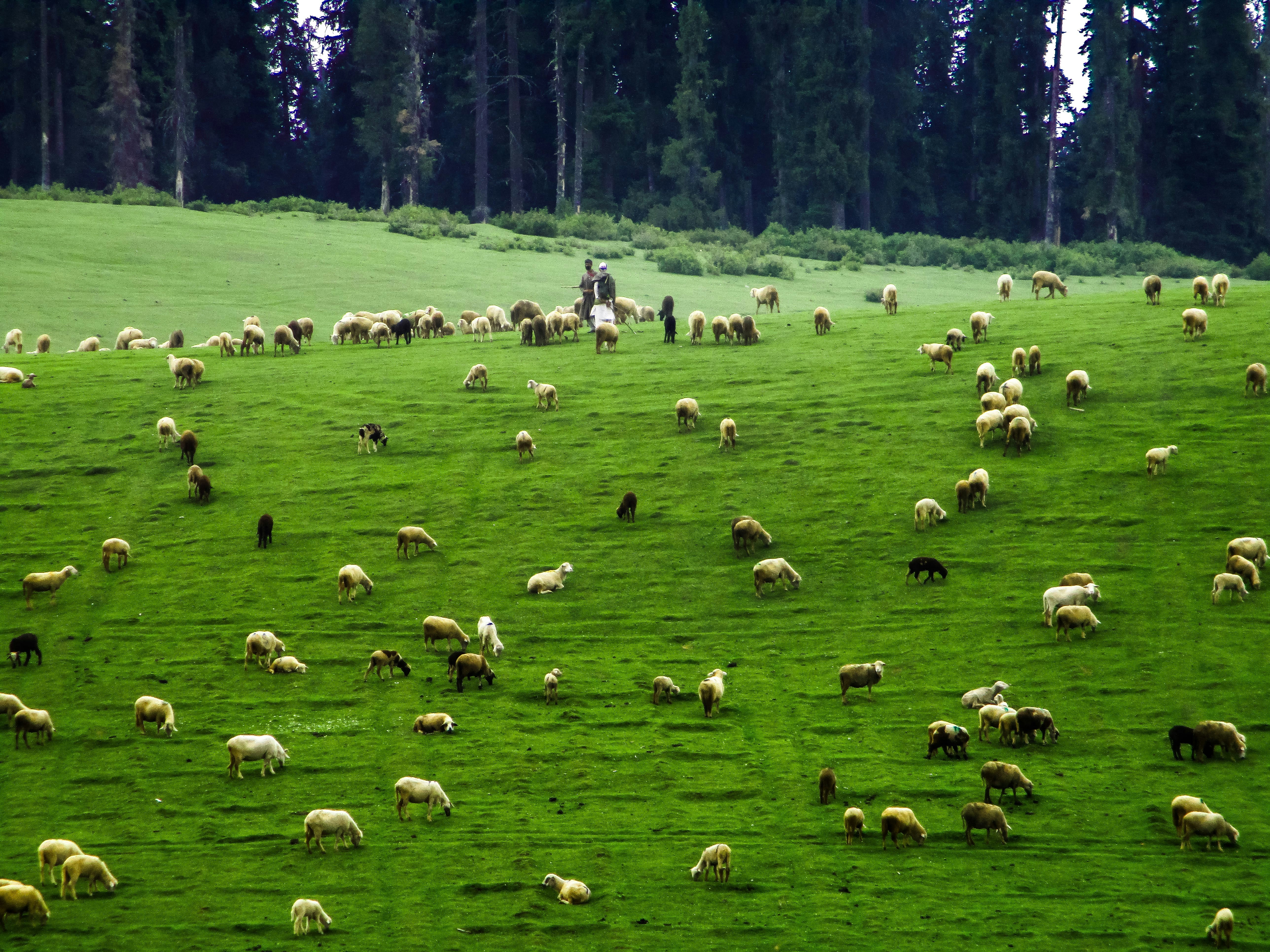 herd of sheep on green grass field during daytime
