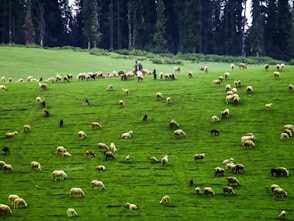herd of sheep on green grass field during daytime