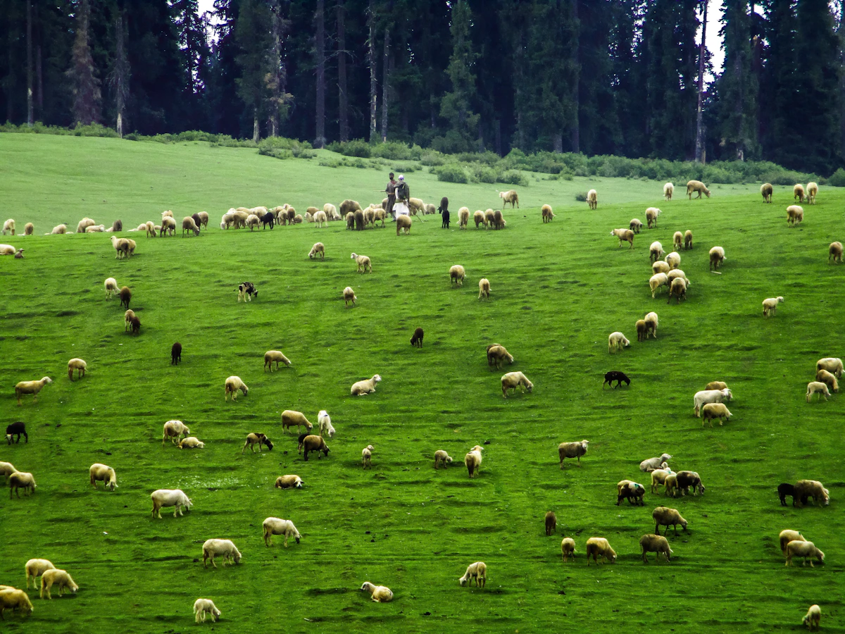 Doodhpathri Kashmir
