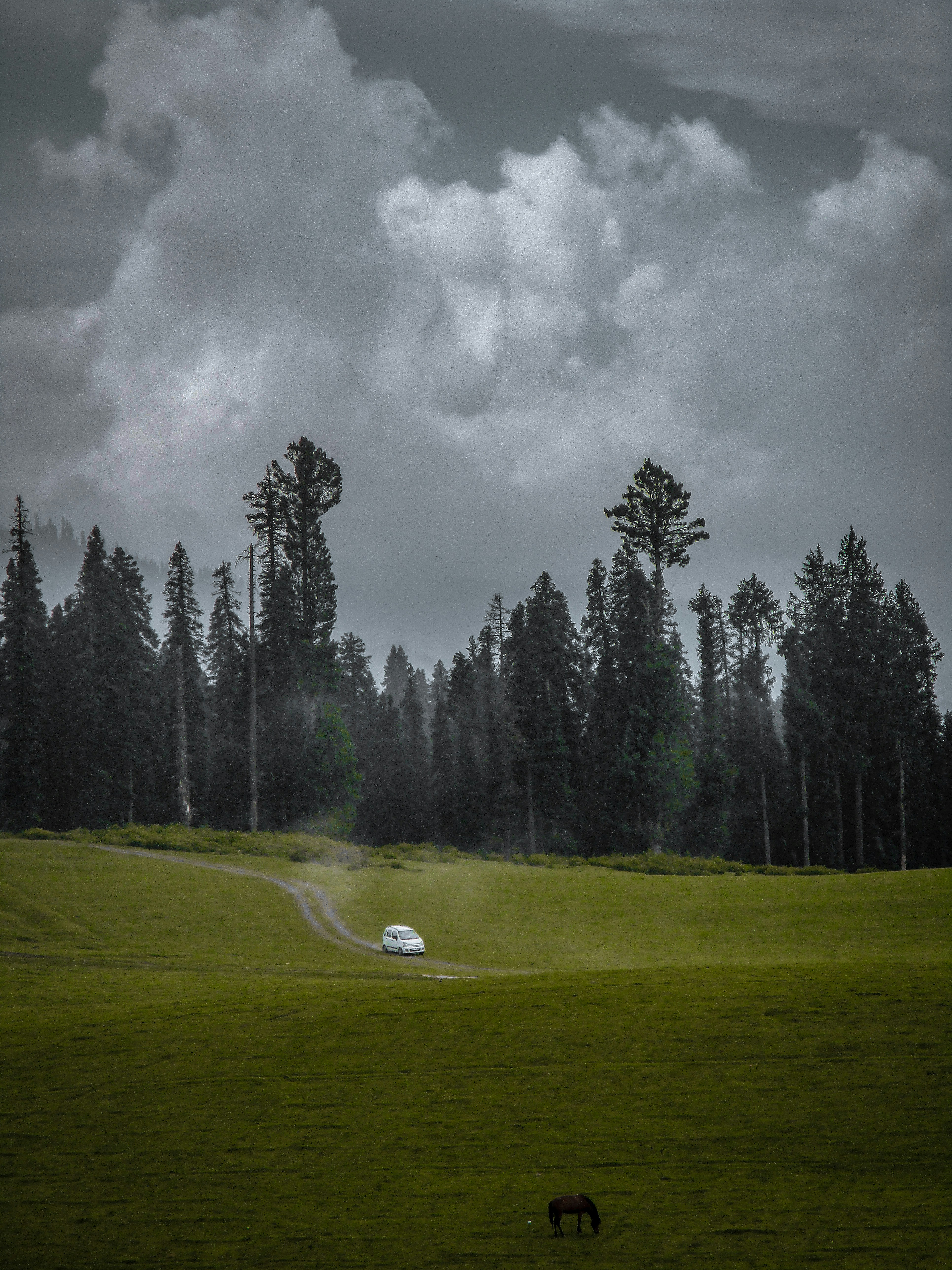 campo di erba verde con alberi sotto nuvole grigie
