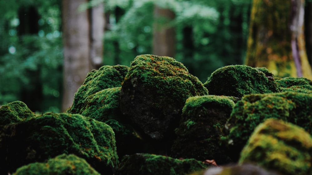 green moss on brown rock