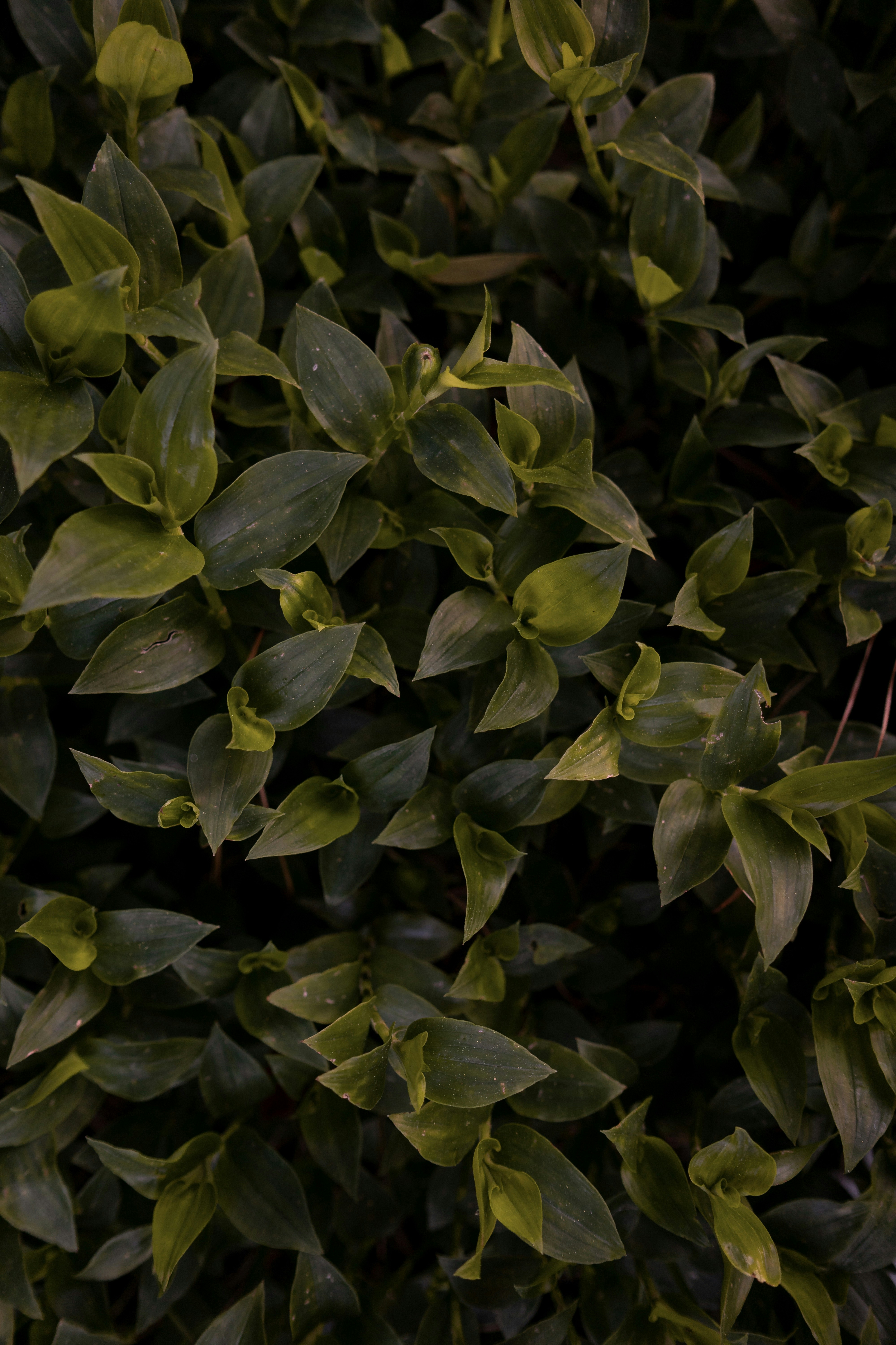 Photo by avidal_pics