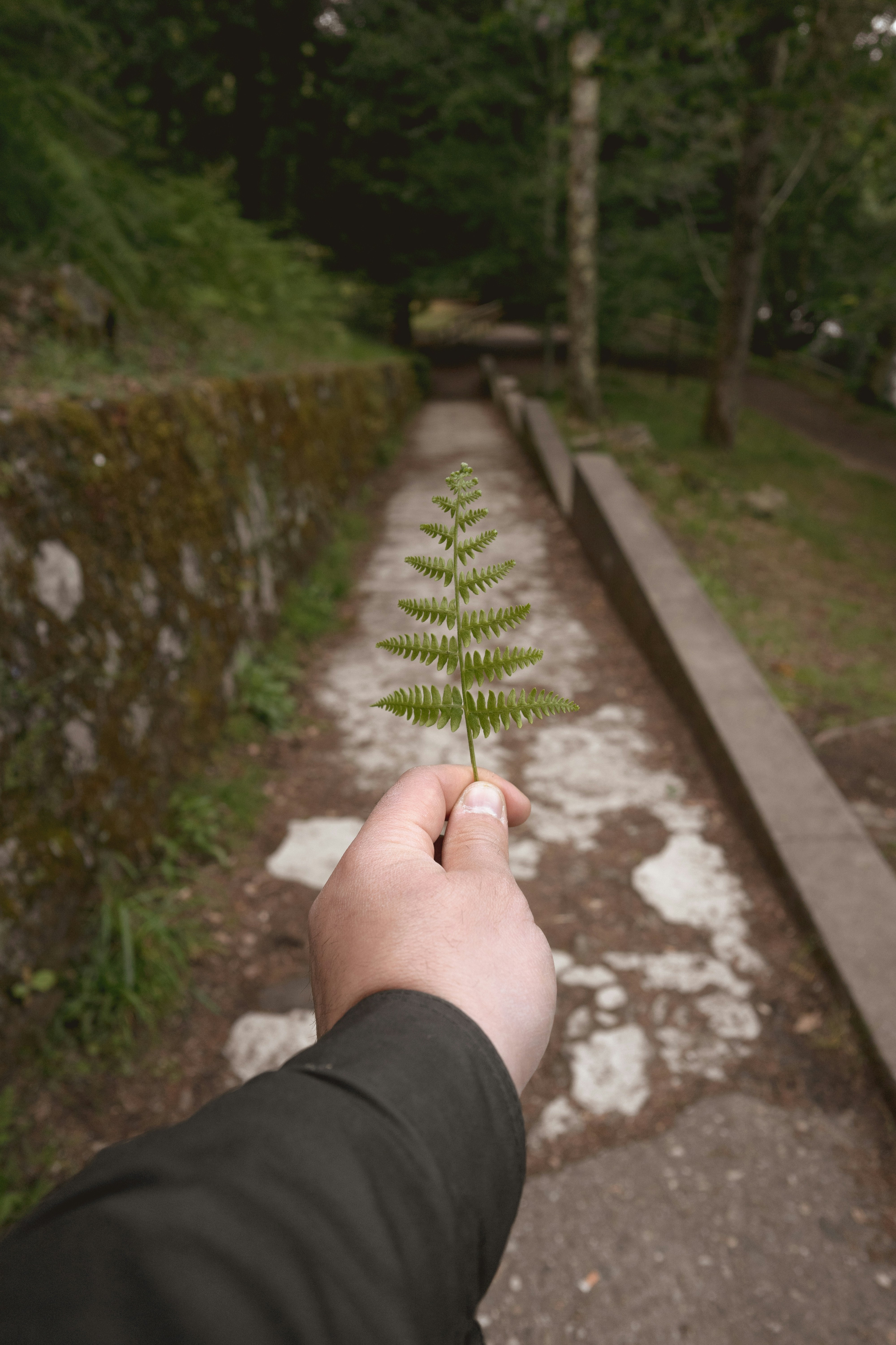 person holding green plant during daytime