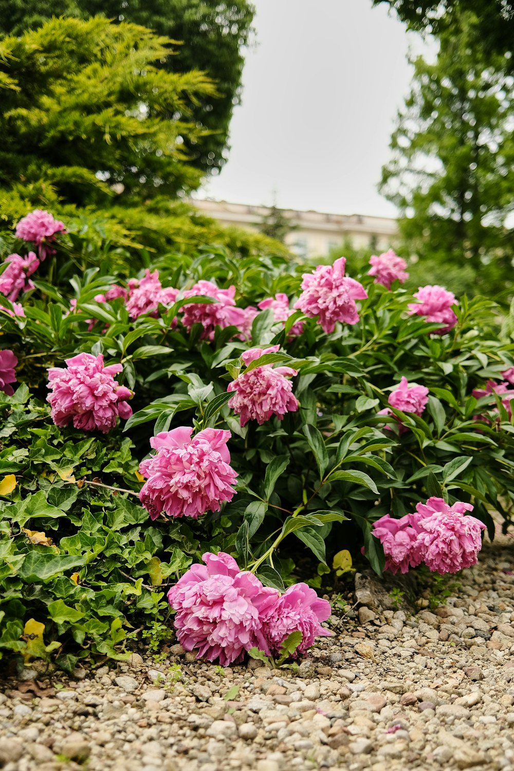 pink flowers with green leaves