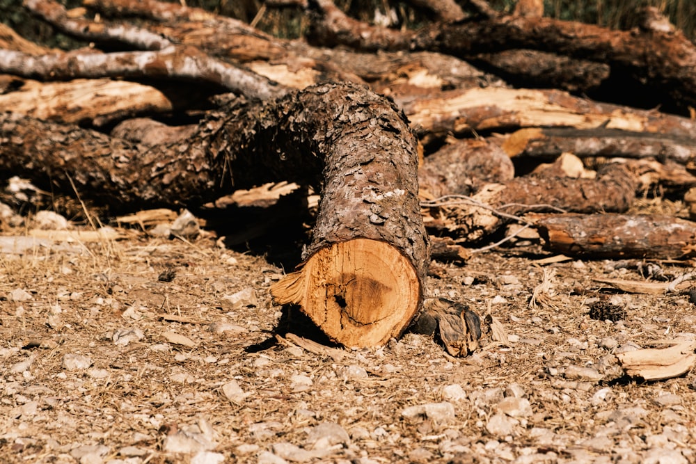 brown wood log on brown soil