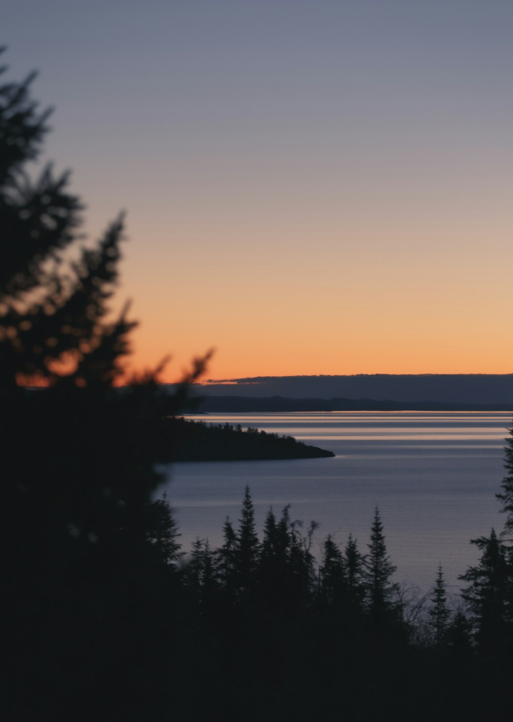 silhouette of trees near body of water during sunset