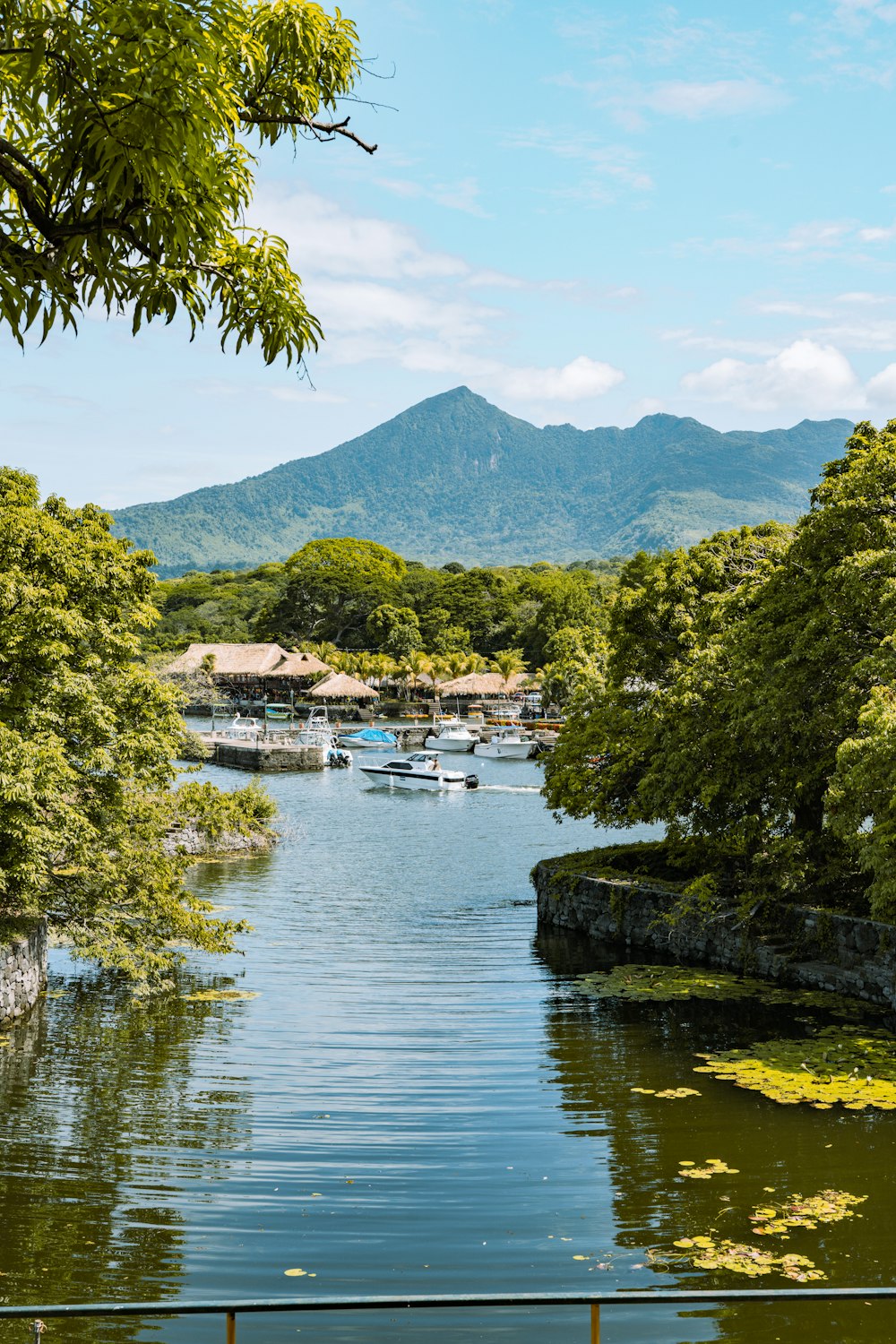 green trees near body of water during daytime