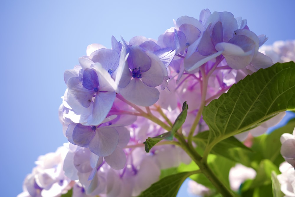 purple and white flower in close up photography