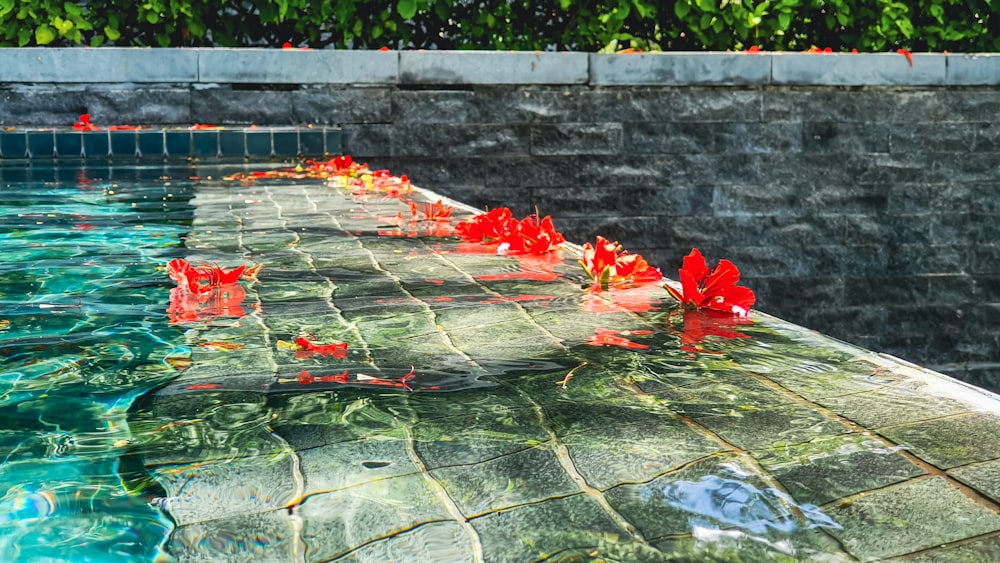 red flower on water during daytime