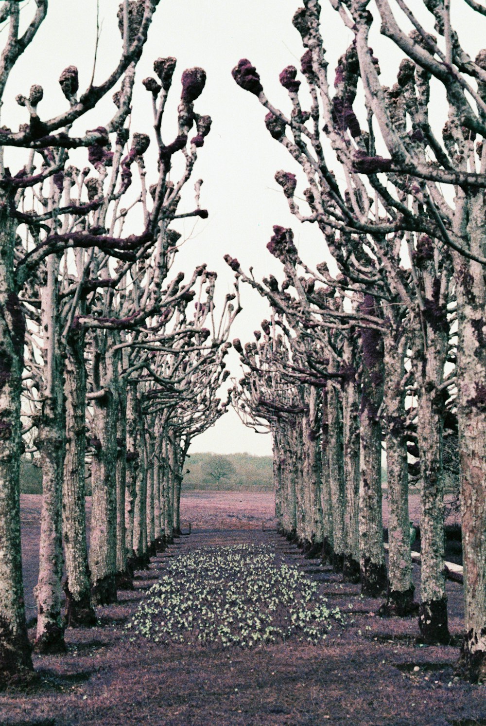 pathway between bare trees during daytime