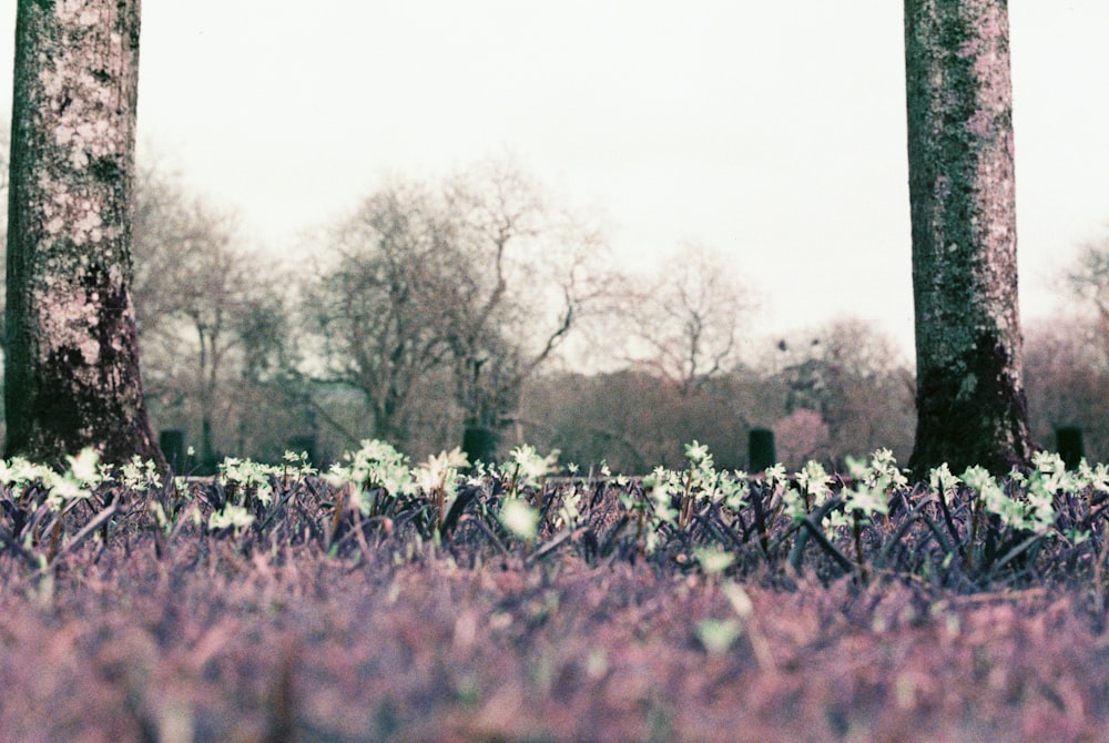 campo de flores moradas durante el día