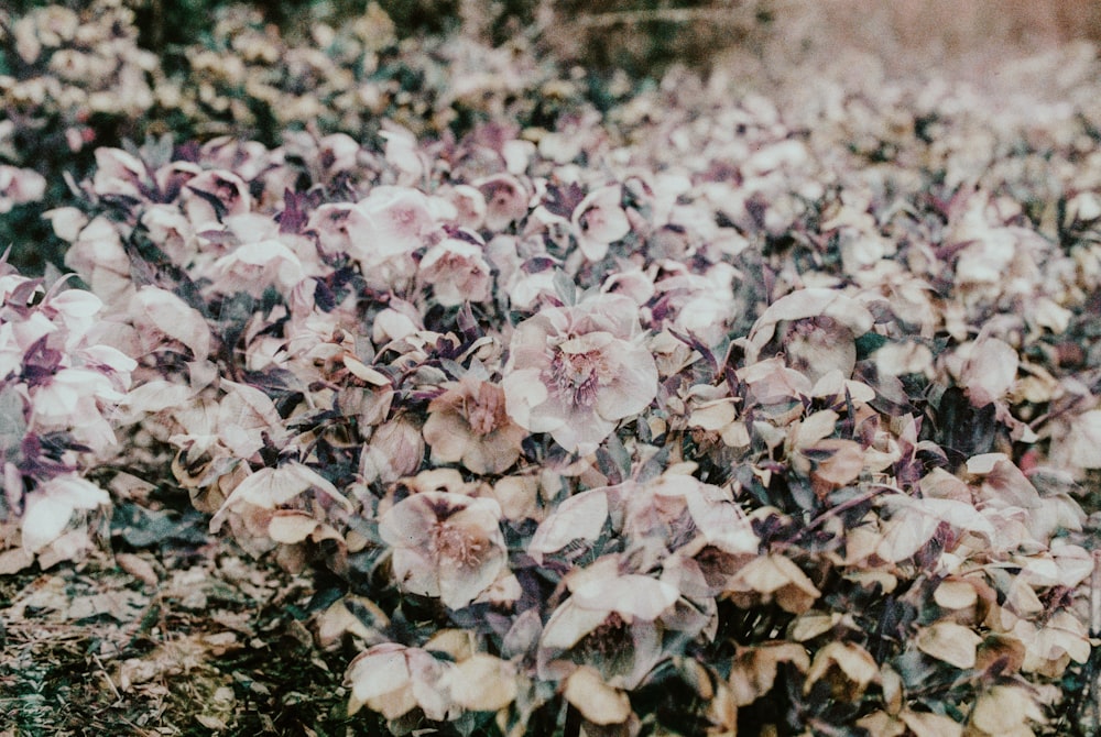 flores blancas y rosadas en el suelo