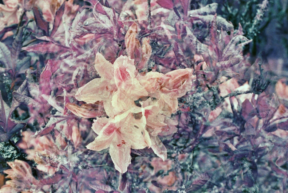 pink and white maple leaves