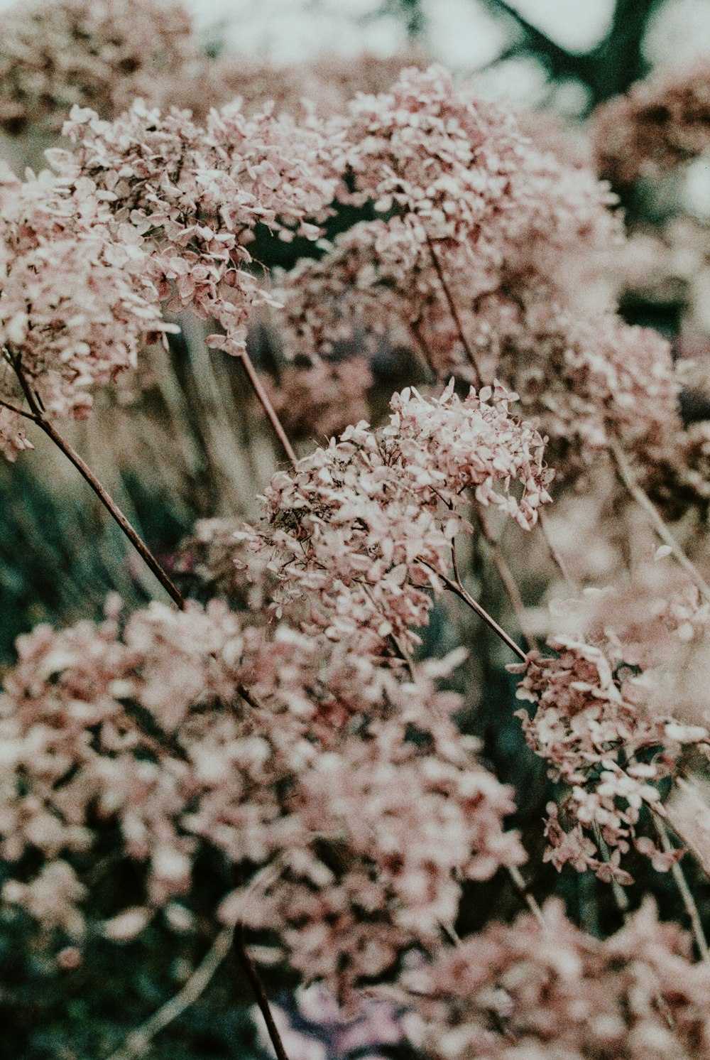 pink and white flowers during daytime