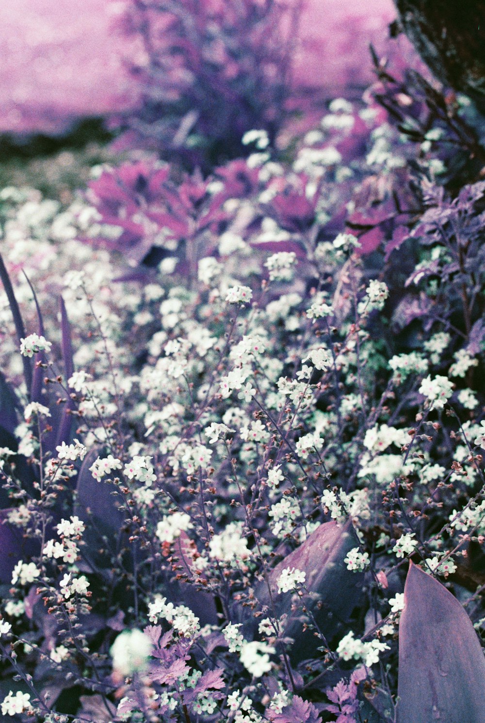 white and pink flowers during daytime