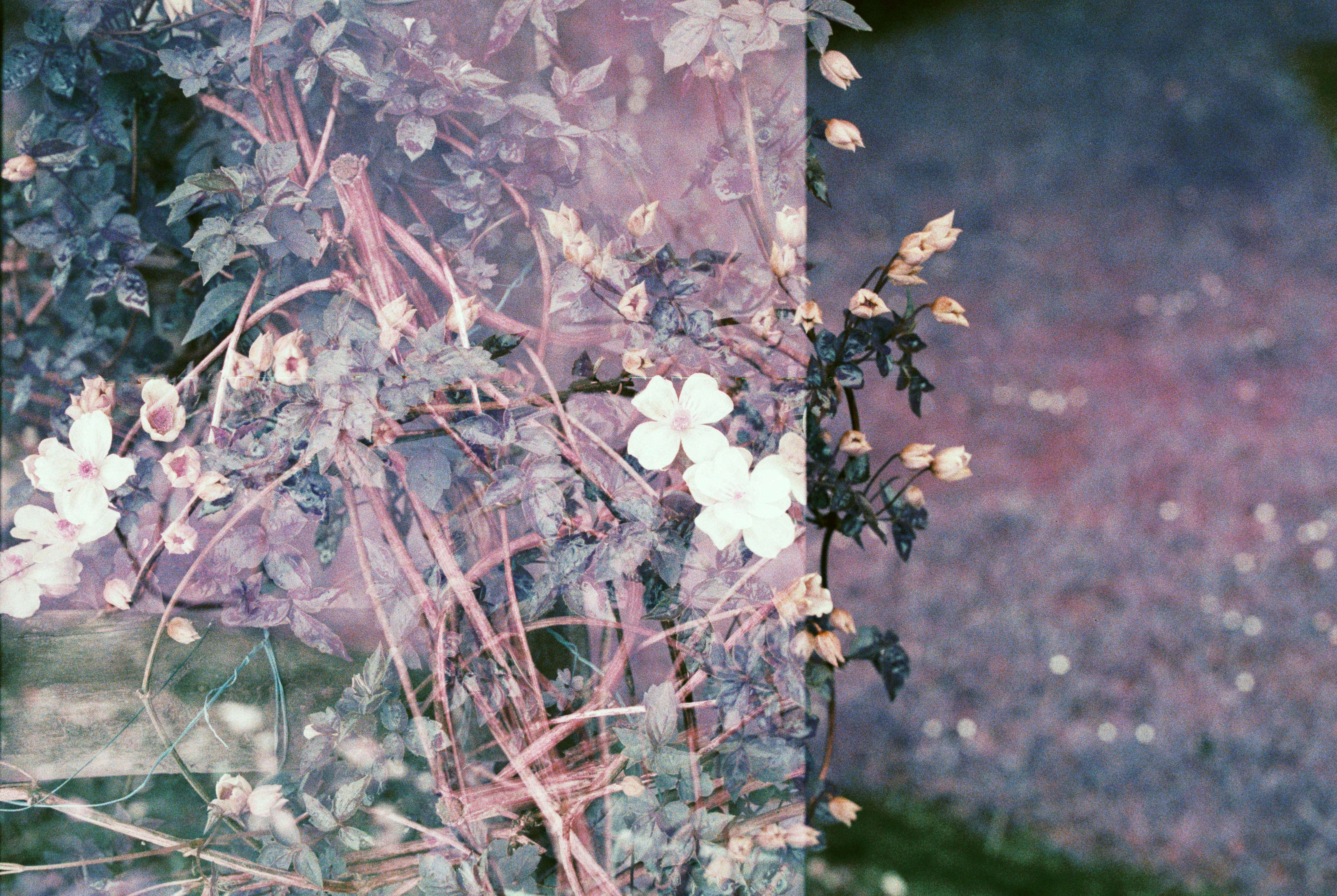 Photo by anniespratt