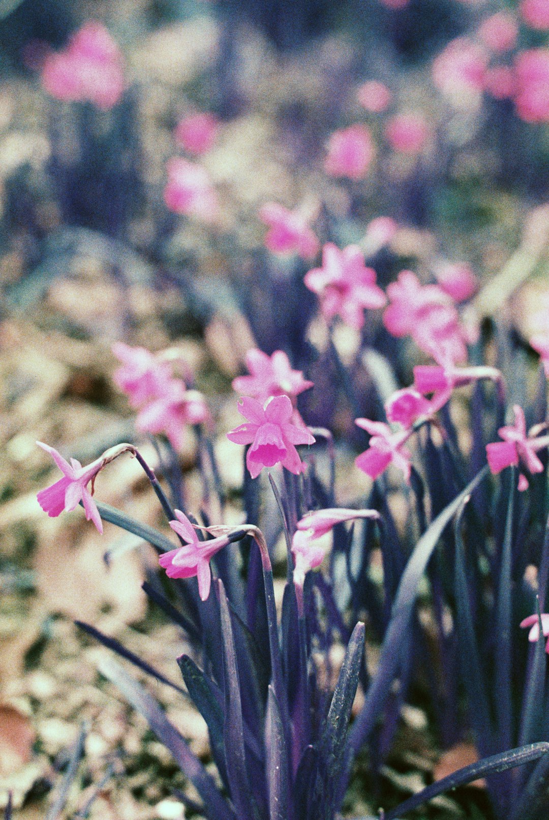 pink flowers in tilt shift lens