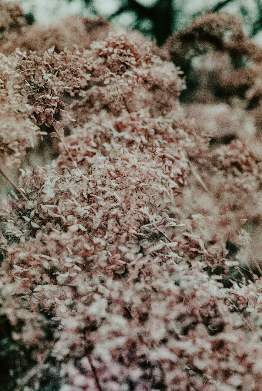 pink and white flowers during daytime