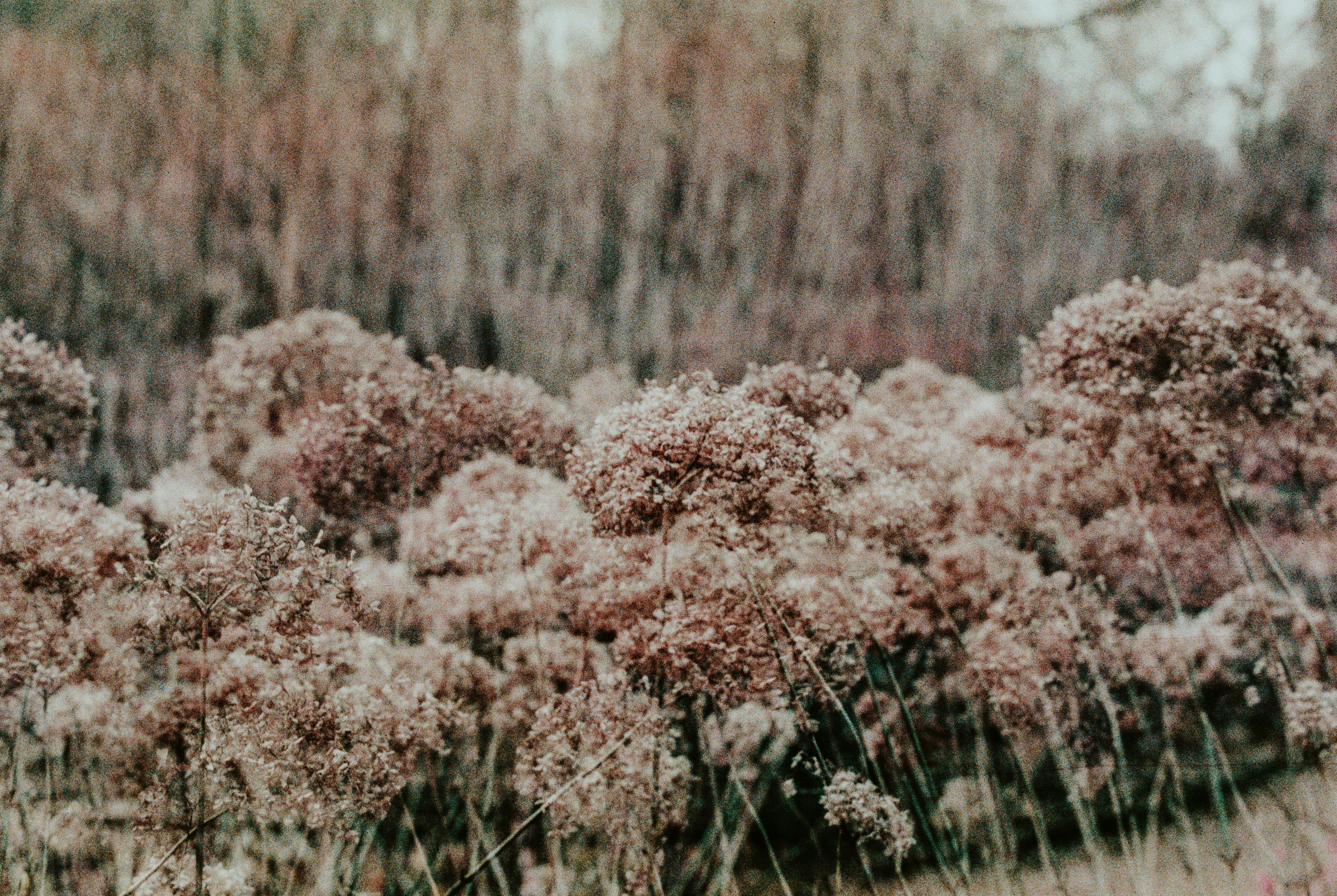 white and brown flowers in tilt shift lens