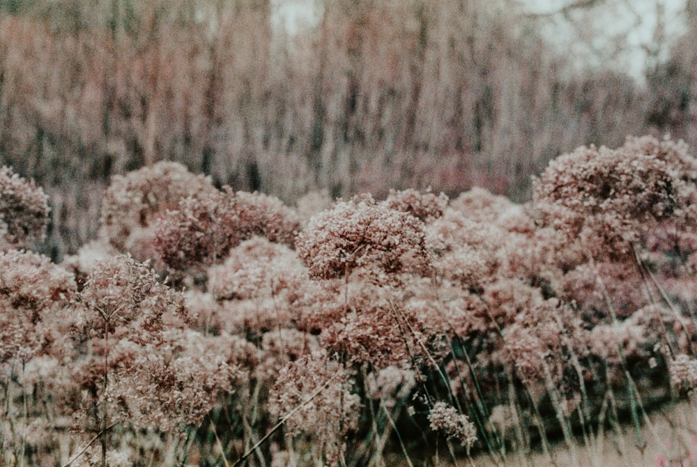 white and brown flowers in tilt shift lens