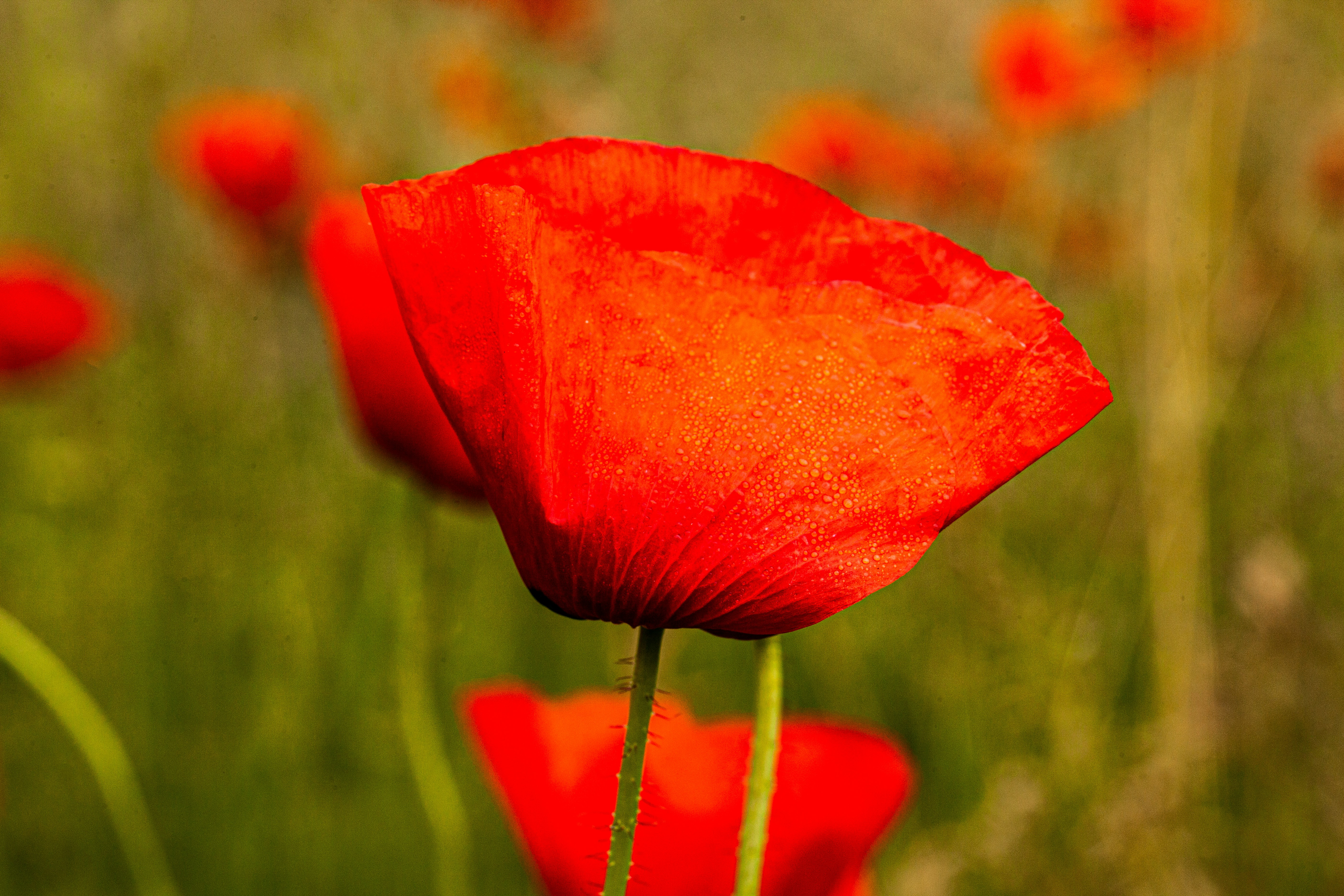 Photo by wilhelmgunkel