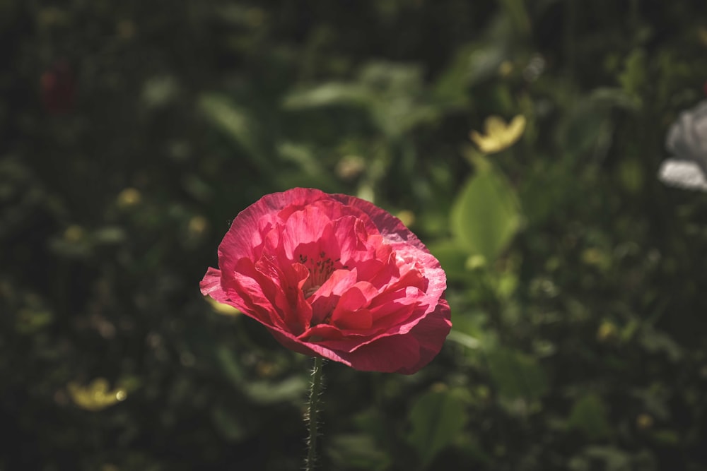 pink flower in tilt shift lens