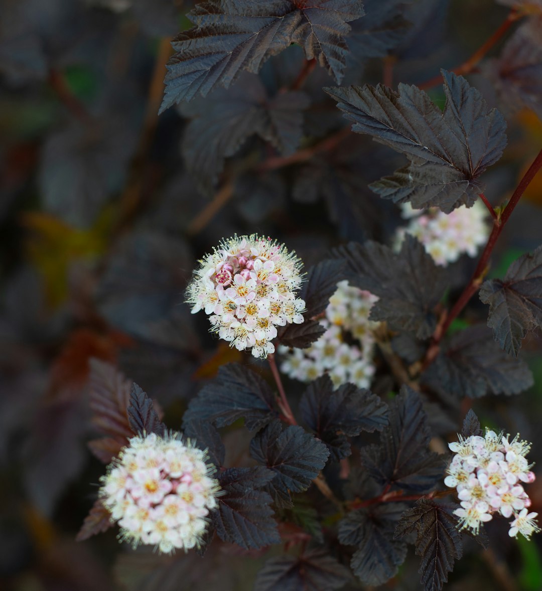 white flowers with green leaves