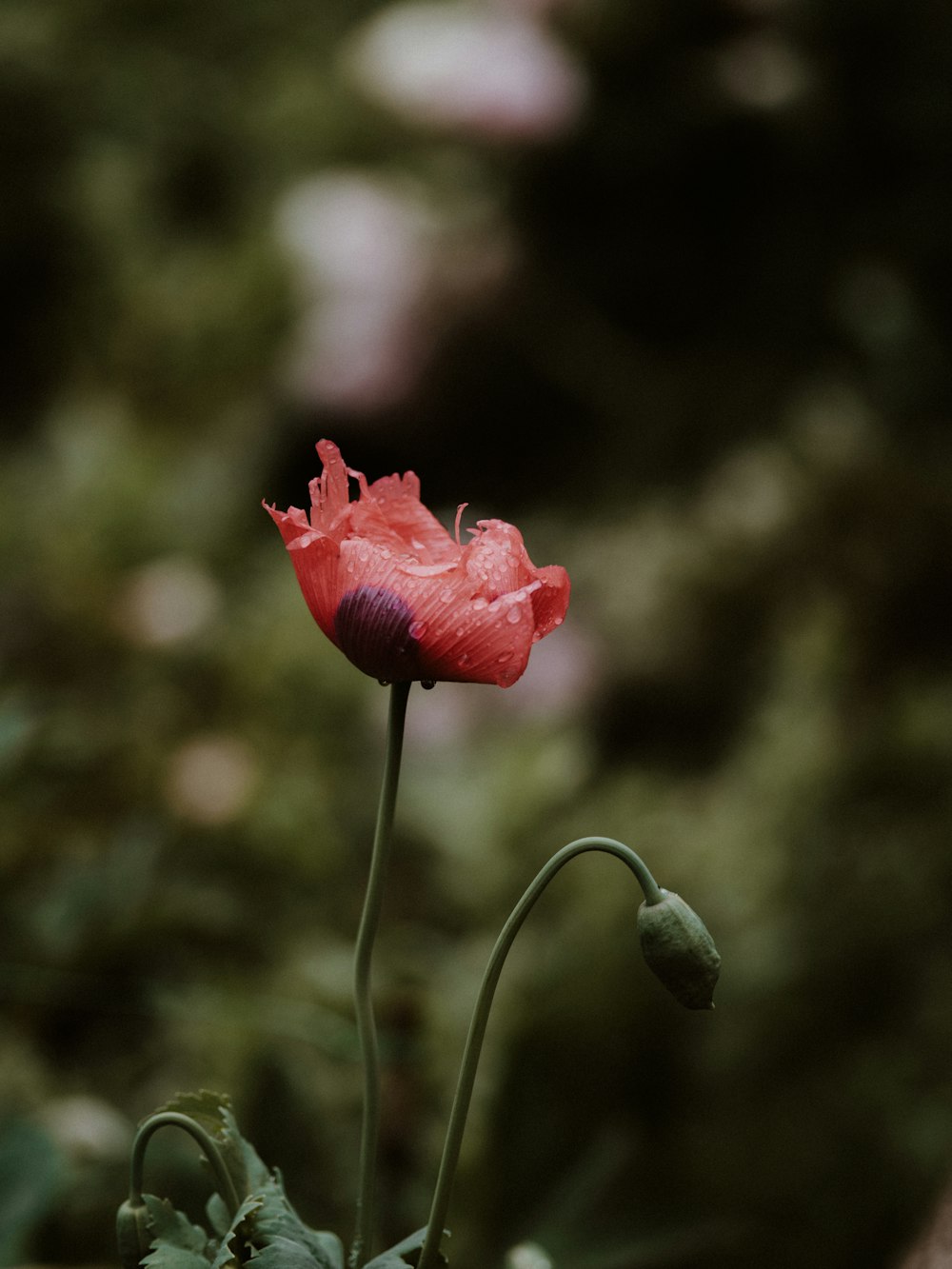 red rose in bloom during daytime