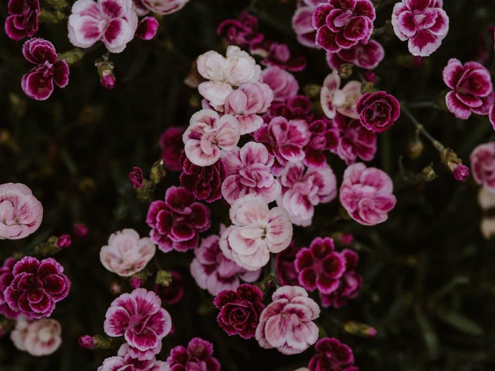 pink flowers in tilt shift lens