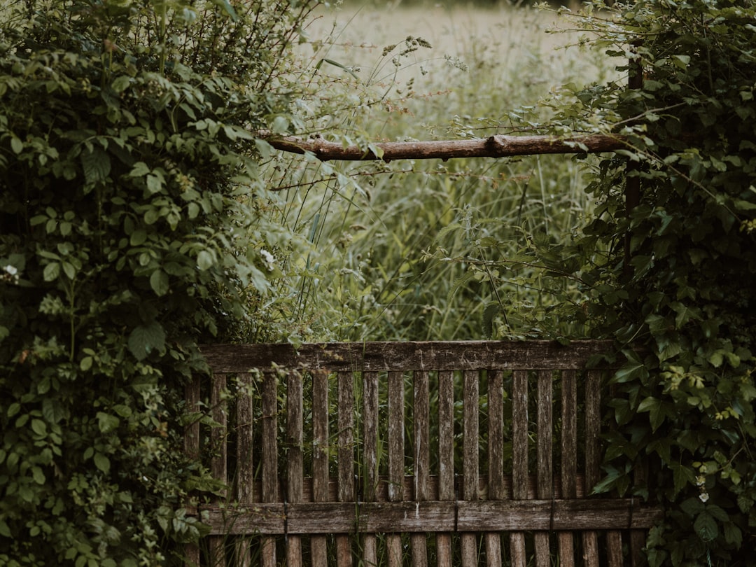 brown wooden fence near green trees during daytime