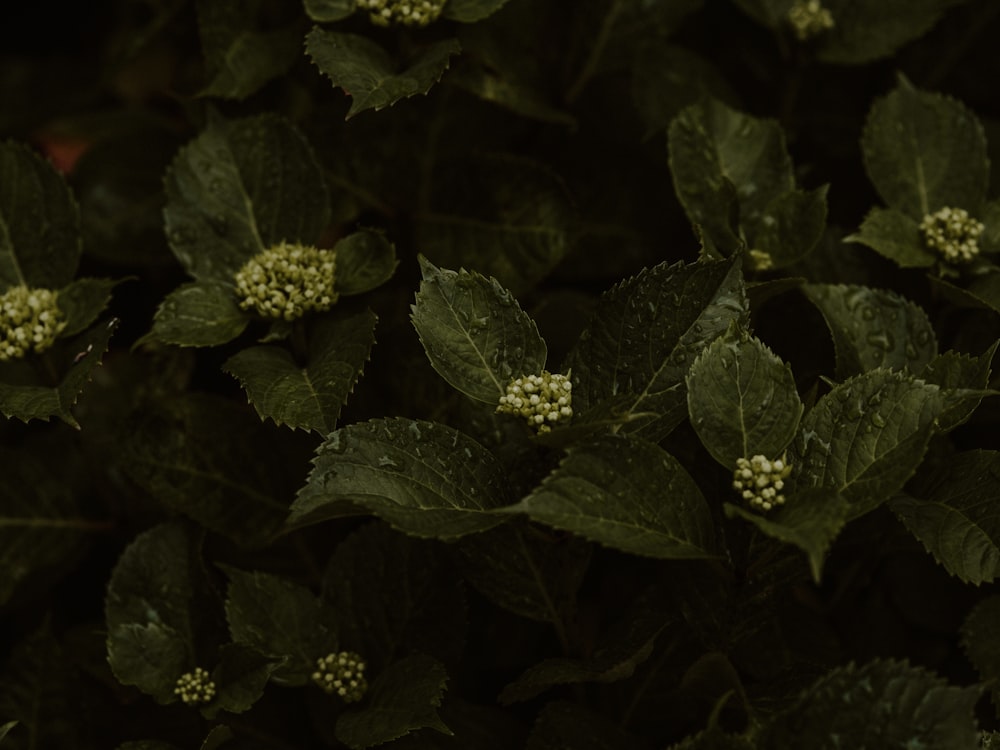 green plant with water droplets