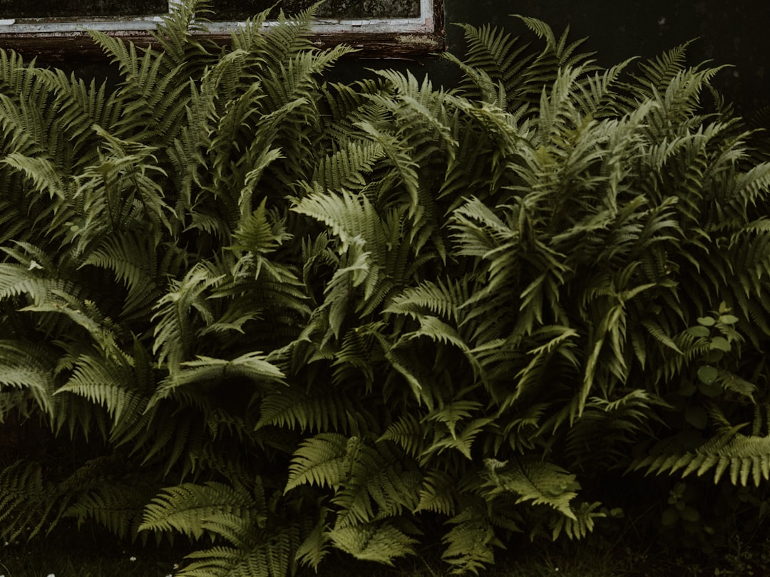green fern plant near brown wooden window