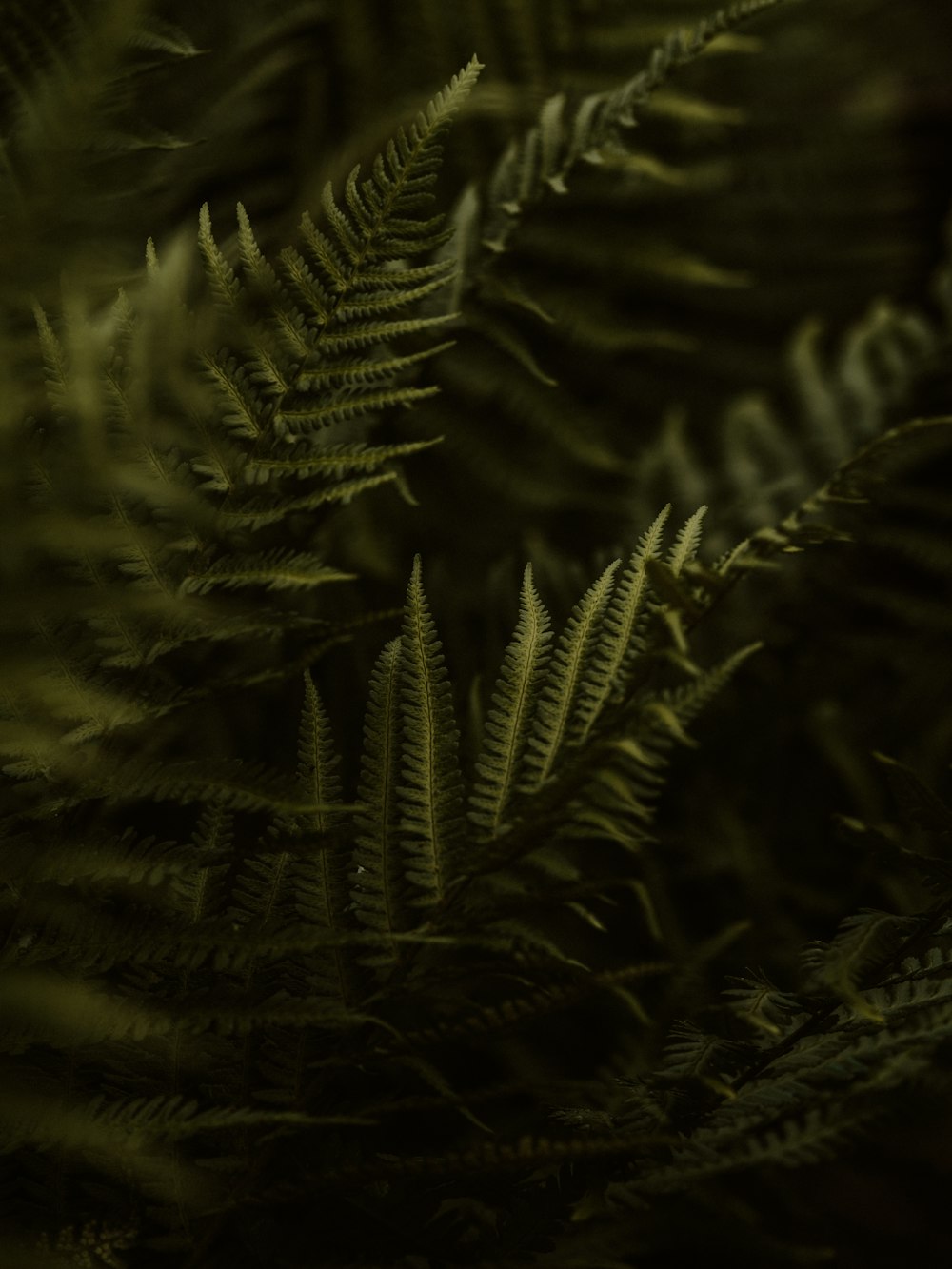 green fern plant in close up photography